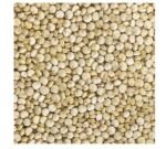 Seeds germinate - Quinoa